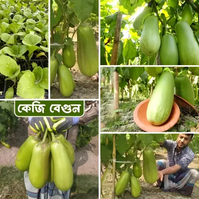 কেজি বেগুন / বারি বেগুন ১২ । Bari begun baro / kg begun_img_0
