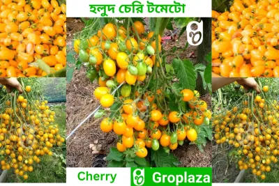 জনপ্রিয় হলুদ চেরি টমেটোর বীজ । yellow Cherry Tomato Seeds_img_0
