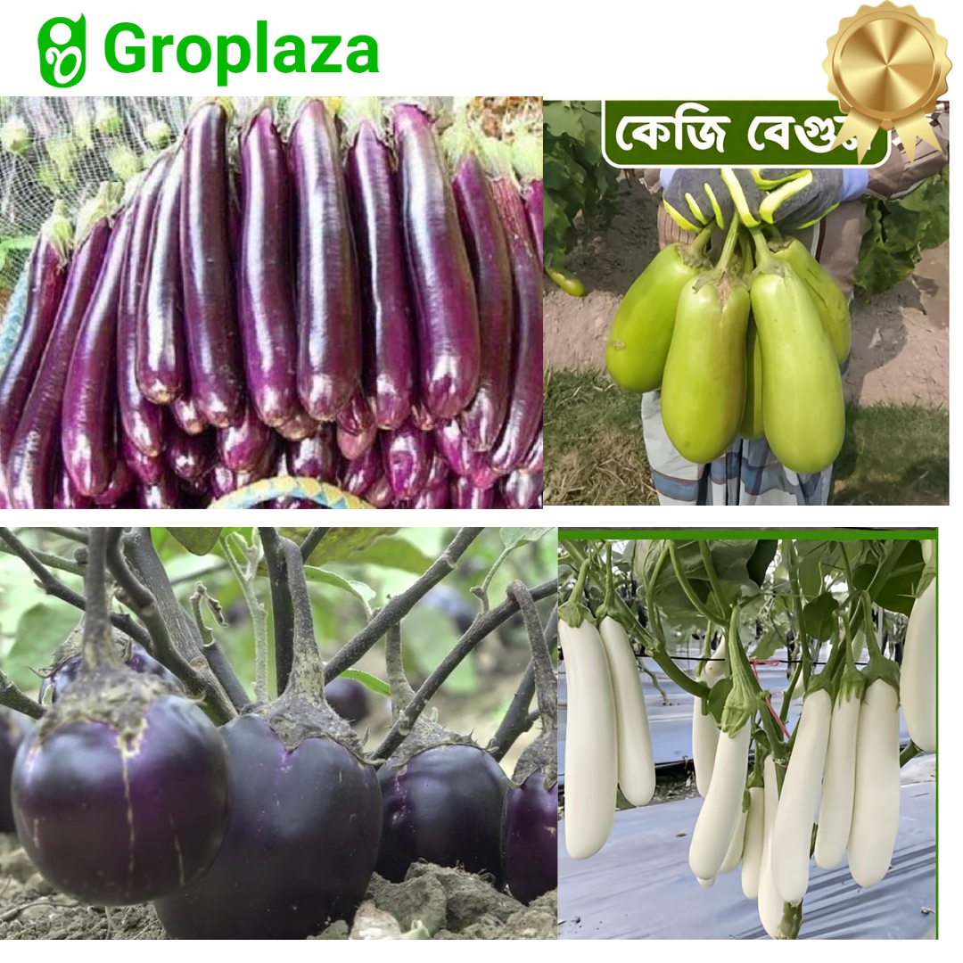 ৪ জাতের বেগুনের বীজের কম্বো