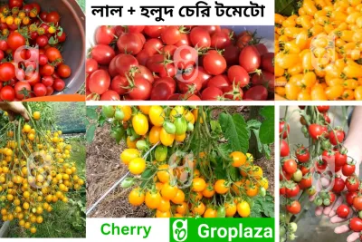 লাল + হলুদ চেরি টমেটো বীজ কম্বো । Red + yellow Cherry Tomato Seeds combo_img_0