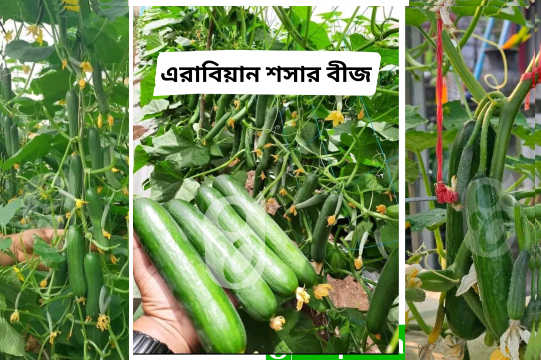 হাইব্রিড জাতের জাপানি টাইপ এরাবিয়ান শসা । F1 Hybrid japani type Arabian cucumber seeds