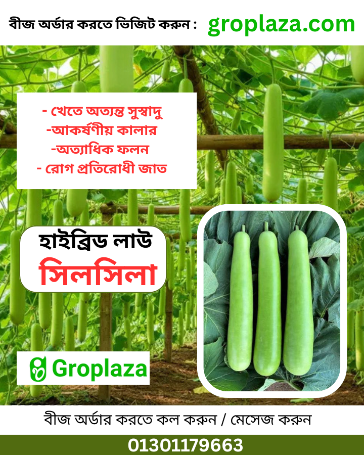হাইব্রিড লাউ বীজ "সিল সিলা" / Hybrid Gourd Seed "Sil Sila"
