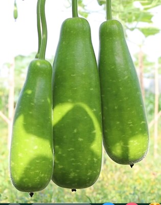 উচ্চ ফলনশীল হাইব্রিড কলস লাউ বীজ - F1 hybrid bottle gourd seeds