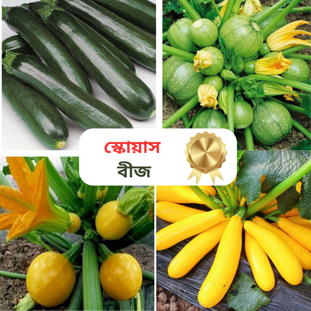 ৪ রকমের রঙিন স্কোয়াসের কম্বো প্যাকেজ