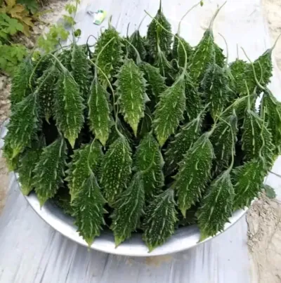 হাইব্রিড জাতের ছোট সাইজের করলা বীজ_img_0