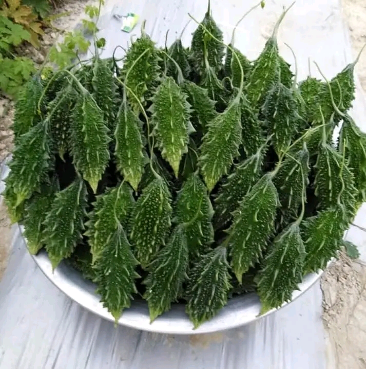 হাইব্রিড জাতের ছোট সাইজের করলা বীজ