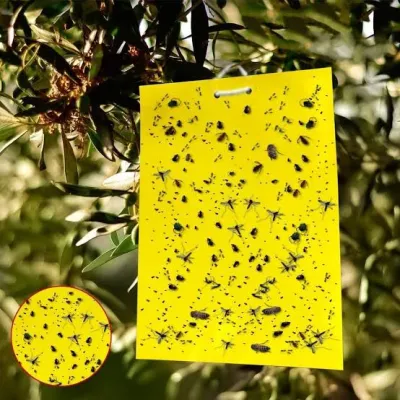 সবজি ফসলের জন্য হলুদ আঠালো ফাঁদ । Yellow glue trap For vegetable_img_0