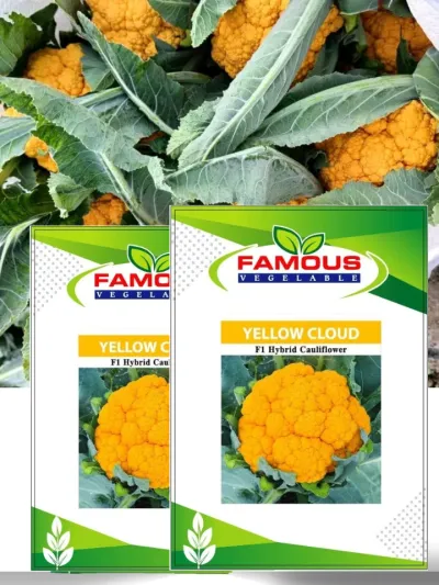 কমলা / হলুদ কালার রঙিন ফুলকপি ইয়োলো ক্লাউড । ORANGE colored cauliflower seeds YELLOW CLOUD_img_0