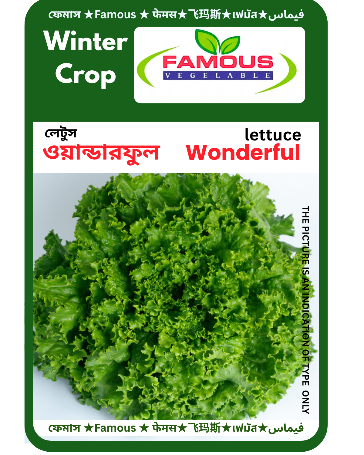 ওয়ান্ডারফুল লেটুস।  wonderful lettuce