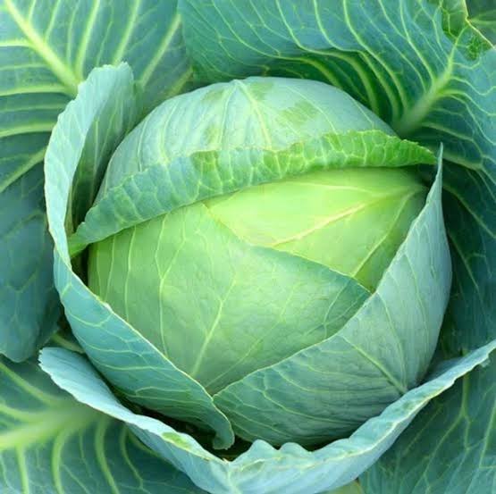সেরা জাতের হাইব্রিড  বাঁধাকপি । F1 Hybrid Cabbage Seeds