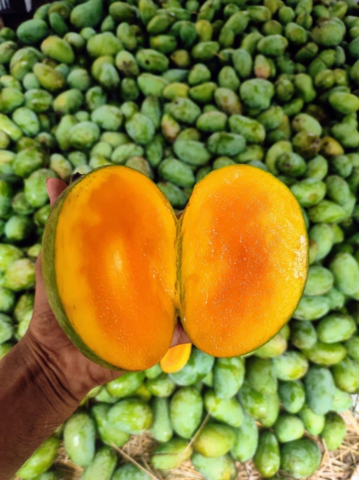 সুরমা ফজলী আম (Surma Fazlee Mango)_img_3