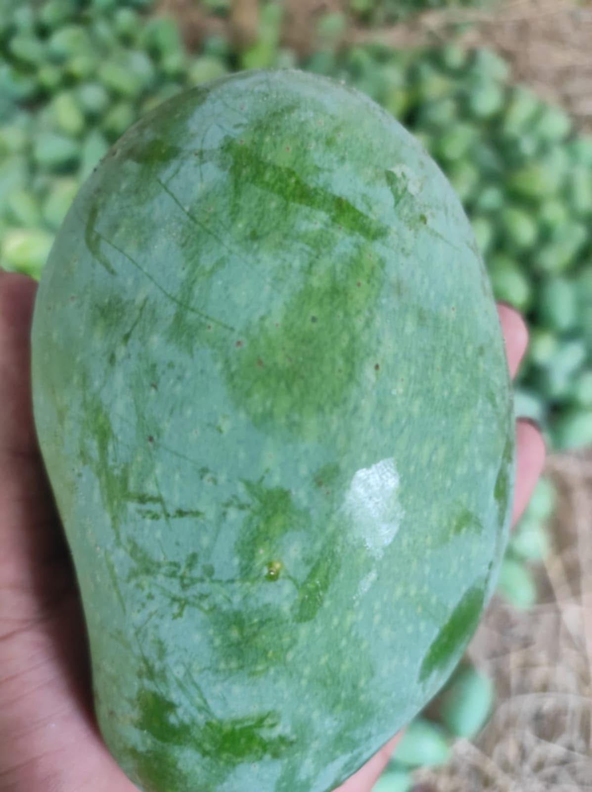 সুরমা ফজলী আম (Surma Fazlee Mango)_img_6