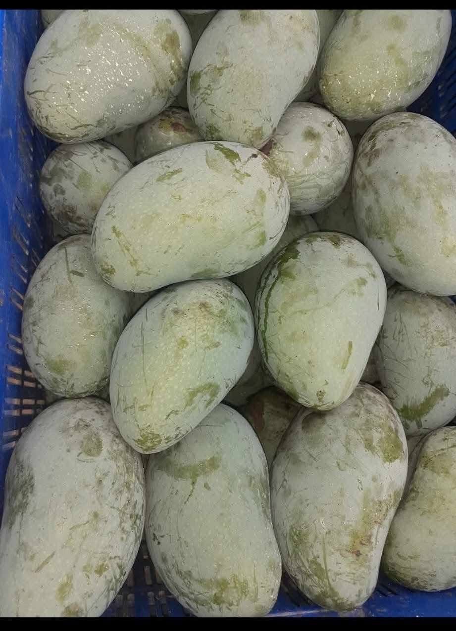 সুরমা ফজলী আম (Surma Fazlee Mango)_img_10