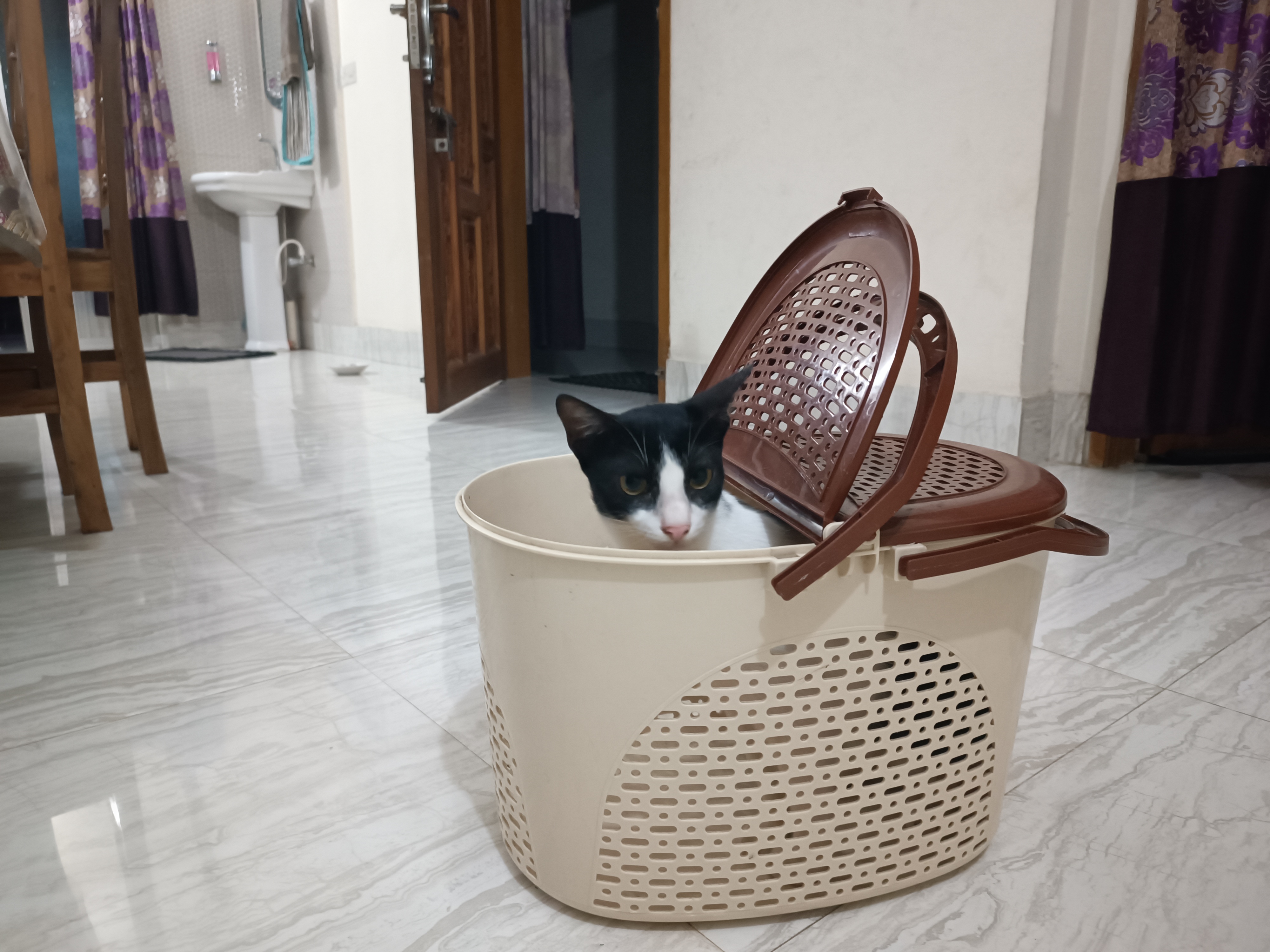 cat curry busket - বিড়ালের বাস্কেট - Image 3