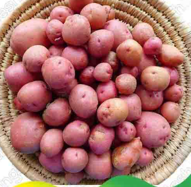 লাল গোল আলু – Potato (পটেটো)/ ১ কেজি - Image 1
