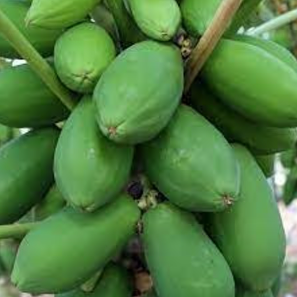 কাঁচা পেঁপে – Green Papaya (গ্রীন পাপ্যায়া)/ ১ কেজি - Image 1