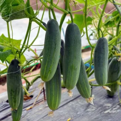 শীতকালীন হাইব্রিড শসা । Winter special  hybrid cucumbers_img_0