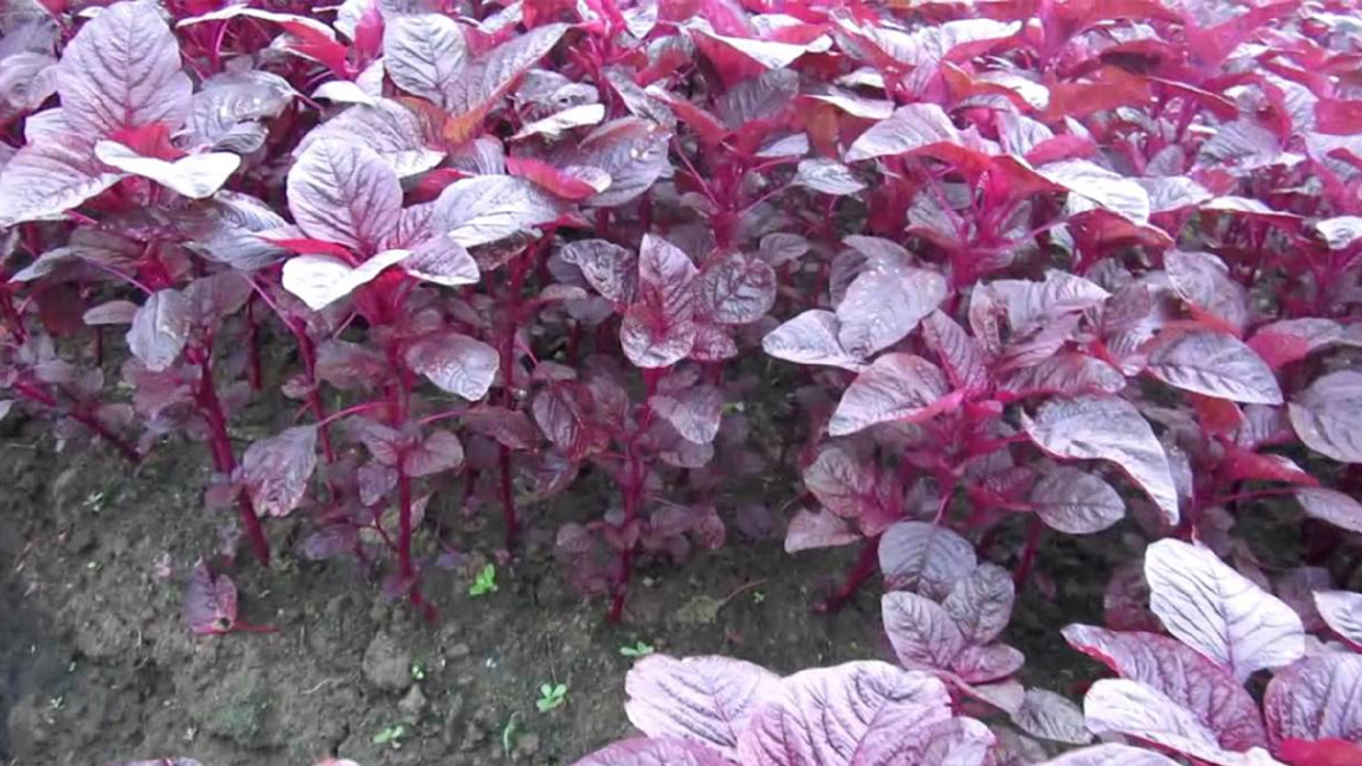 লাল শাক (Red Amaranth)/প্রতি আটি (প্রায় ~৩০০ গ্রাম) - Image 1