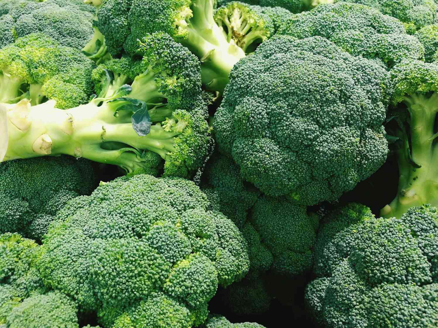 হাইব্রিড ব্রকলির বীজ ।  F1 Hybrid broccoli seeds