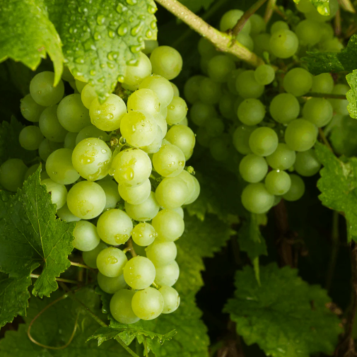 আঙুর (Grapes ) / ১কেজি - Image 1