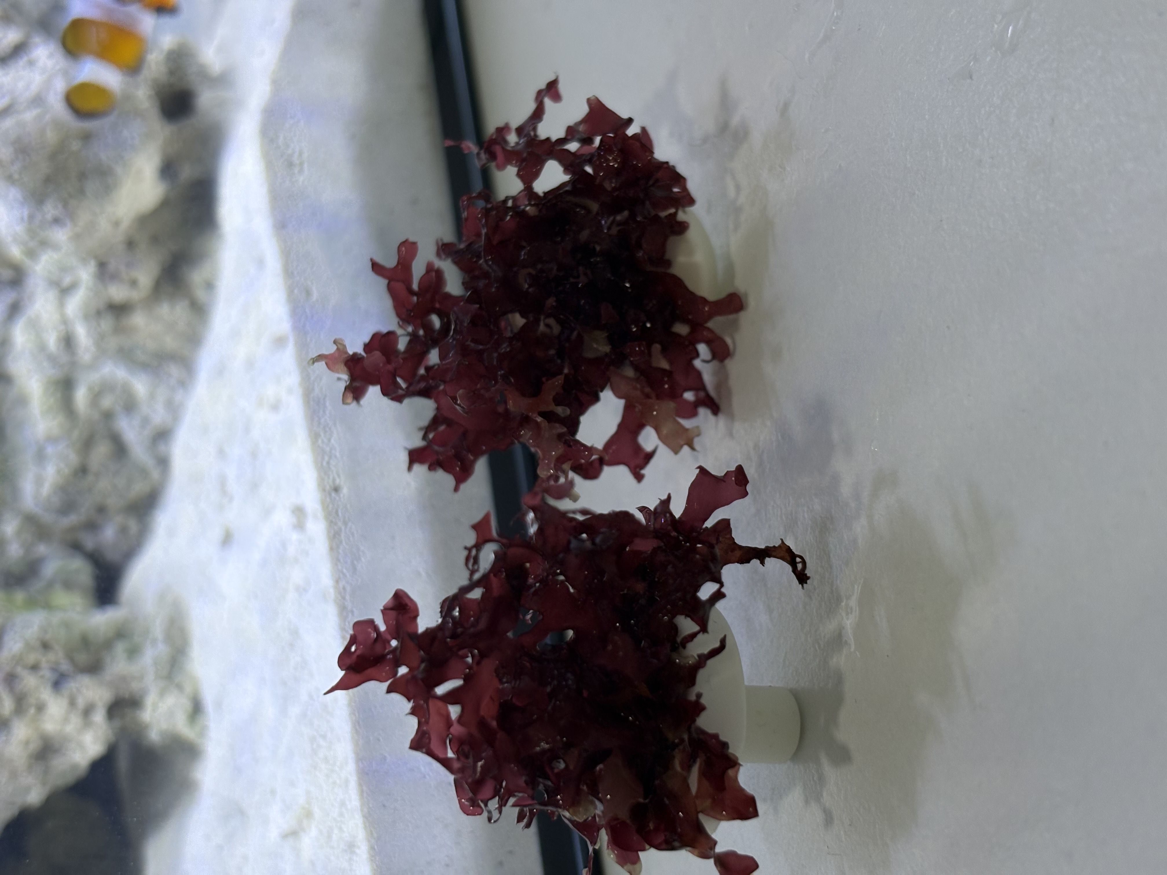 RED BUSH (macro algee per frag)