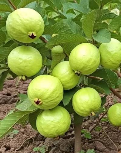 পেয়ারা /১কেজি - Image 1