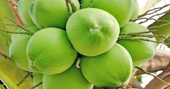 ডাব (প্রতি পিছ) - Image 1