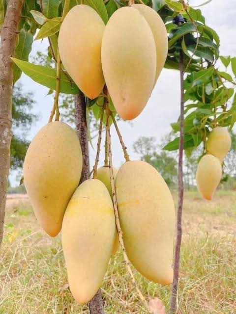 ডকমাই সি মুয়াং আম