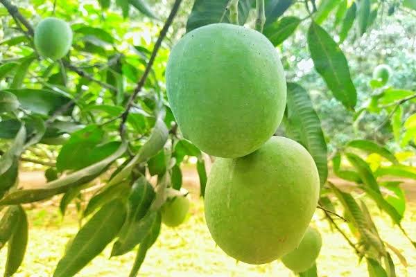 ল্যাংড়া আম_img_1