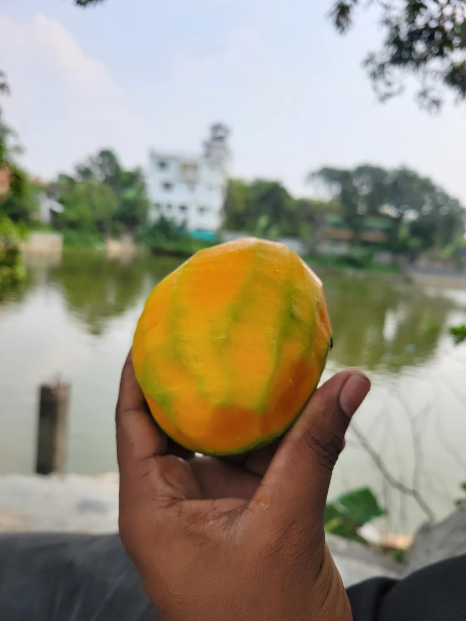 গোবিন্দভোগ আম ২৫ কেজি হোম ডেলিভারিসহ - Image 3