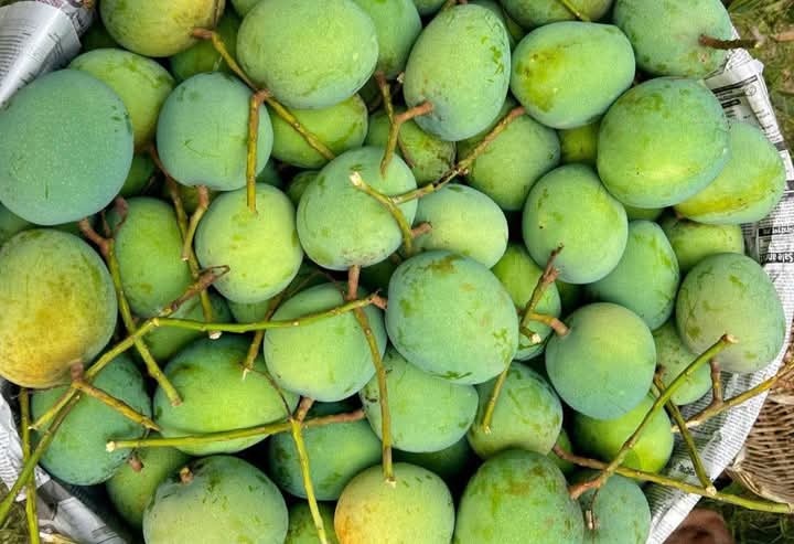 গোবিন্দভোগ আম ২৫ কেজি হোম ডেলিভারিসহ - Image 2