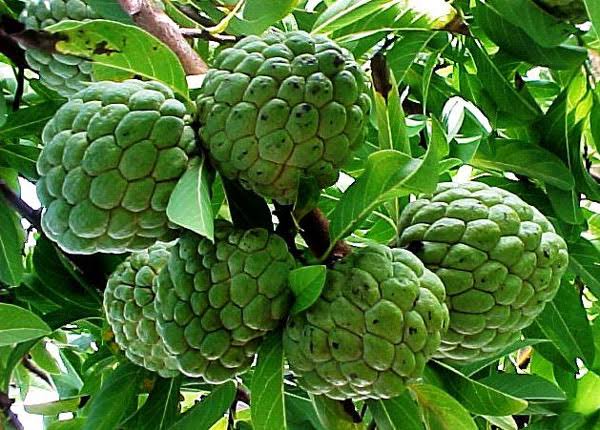 সুদানী শরিফা_img_2