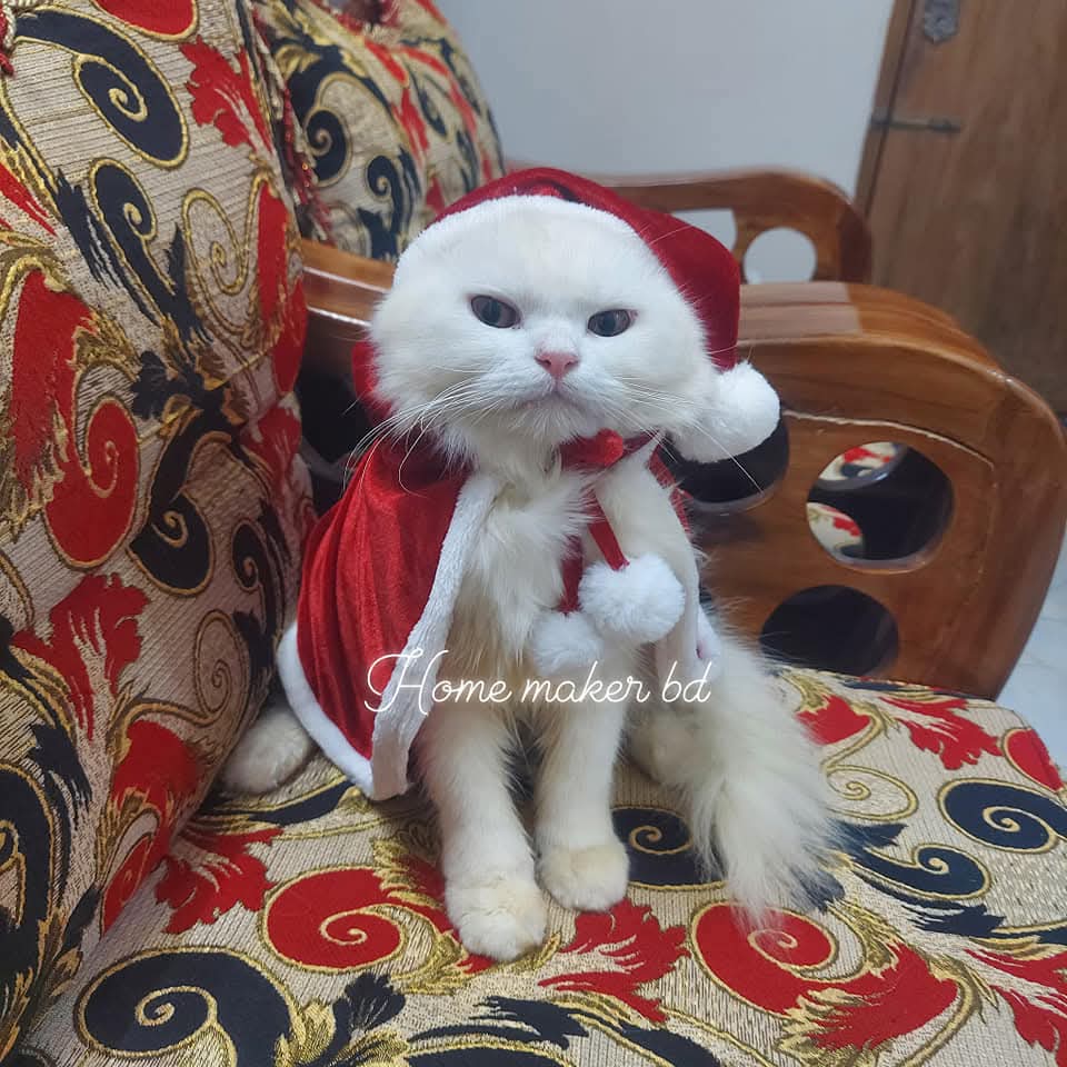 cat chenta cape_img_4