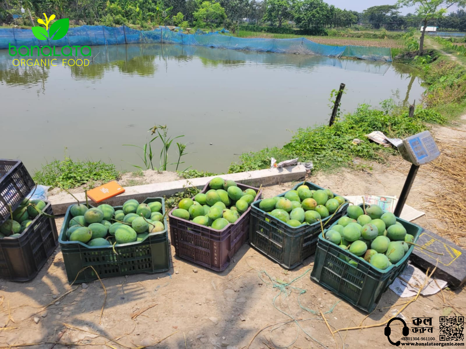 গোপালভোগ আম ১২ কেজি হোম ডেলিভারি - Image 3