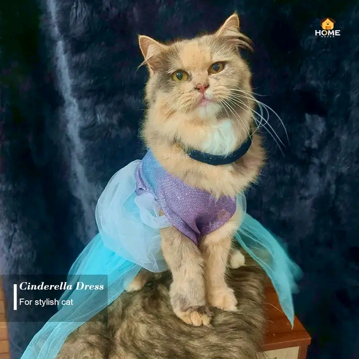 Cinderella (custome)_img_2