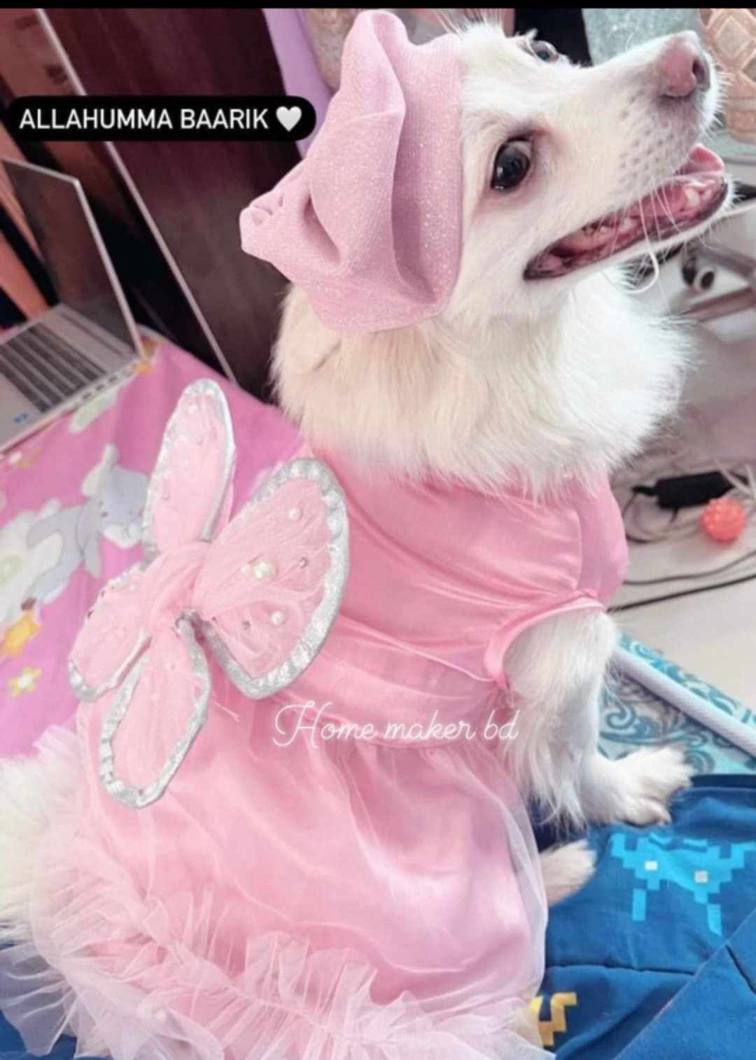 Cat butterfly gown (custome)_img_7