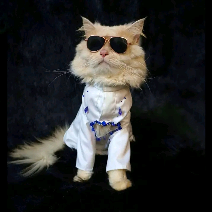 Cat panjabi(custom)_img_0