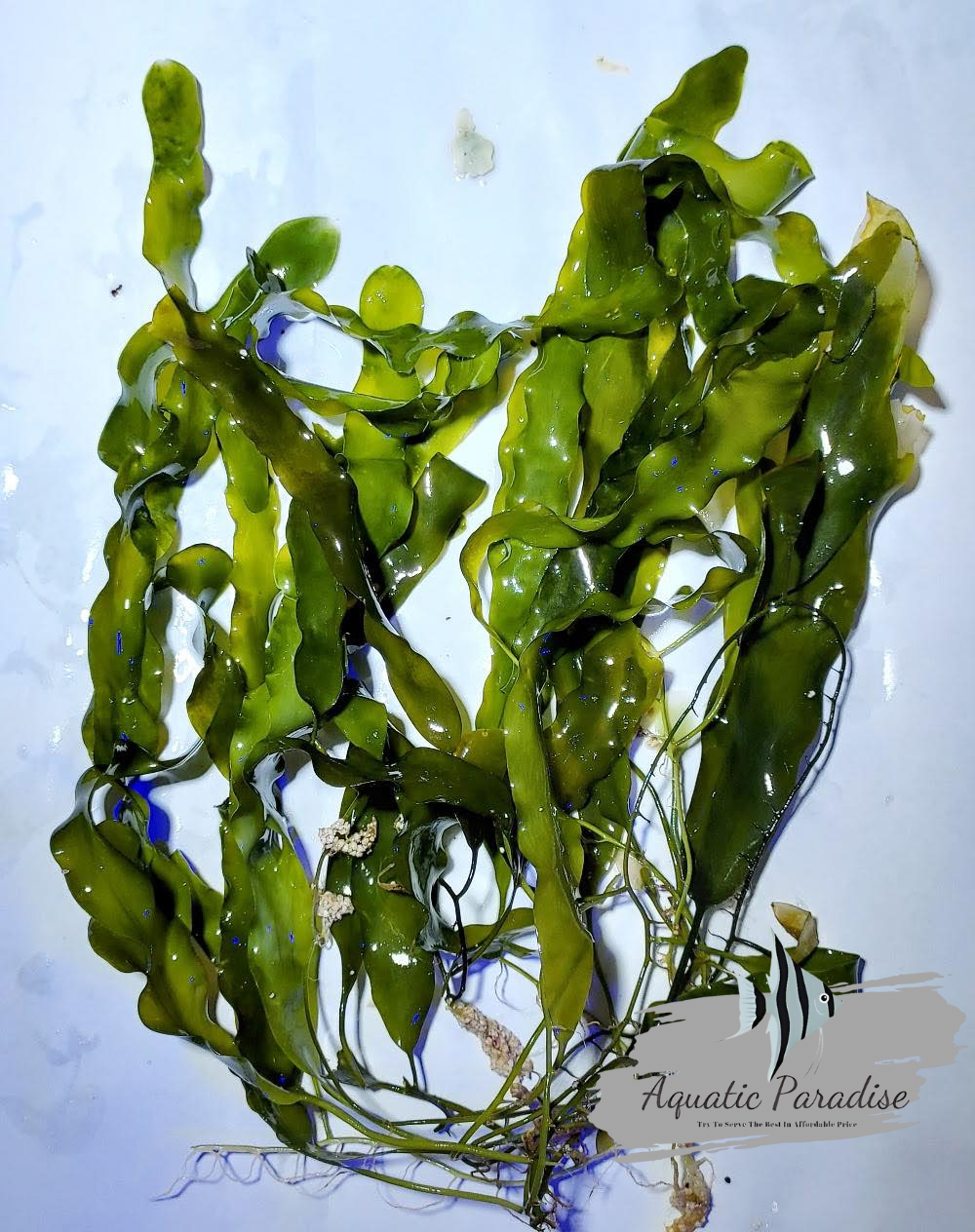 Caulerpa