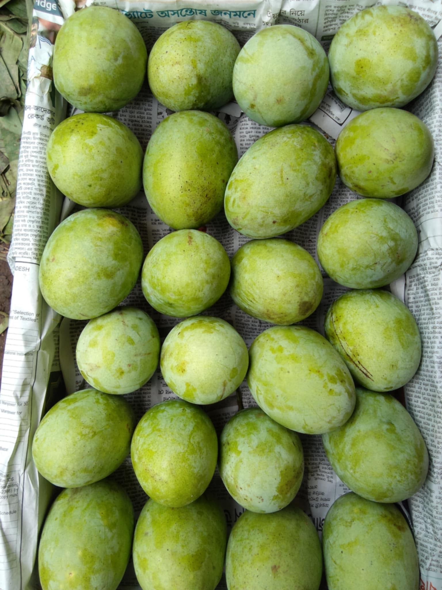 রাজশাহীর ল্যাংড়া আম (Lengra Mango)_img_7