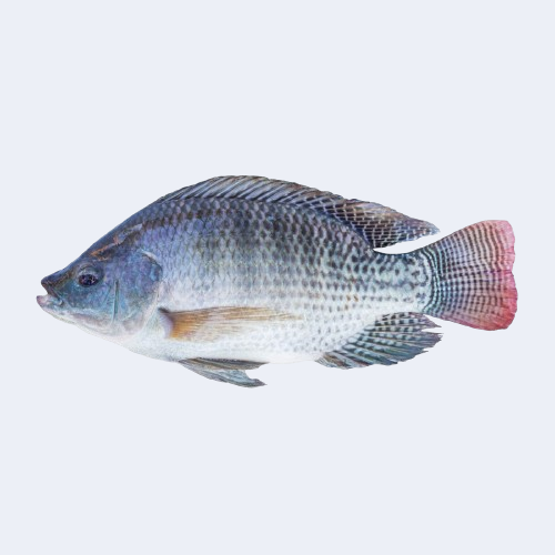 তেলাপিয়া মাছ / কেজি - Image 1