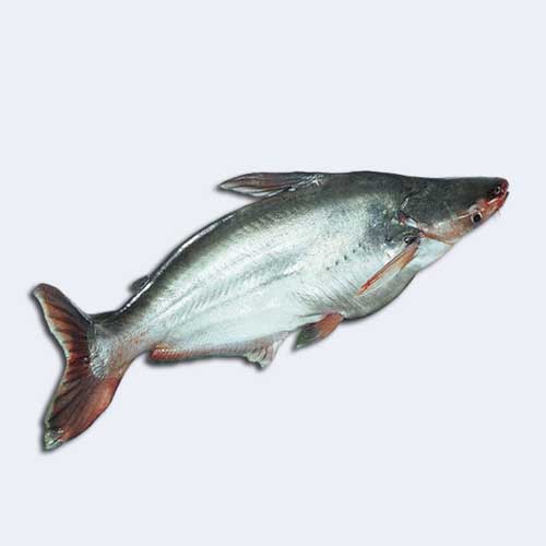 পাঙ্গাশ মাছ / কেজি - Image 1