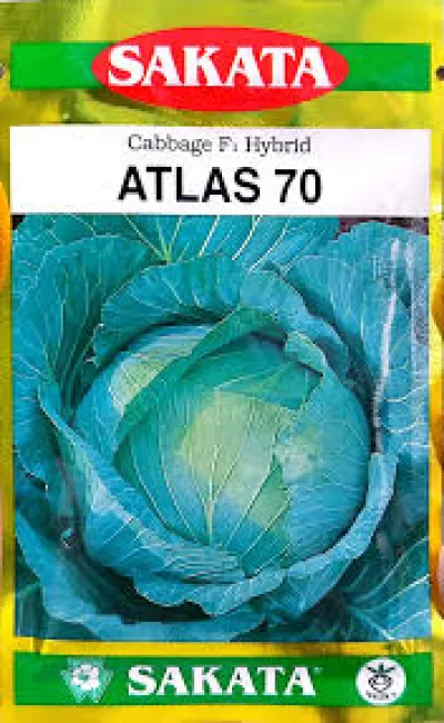 এটলাস ৭০ হাইব্রিড জাতের বাঁধাকপির বীজ । F1 Hybrid Cabbage Seed Atlas 70_img_0
