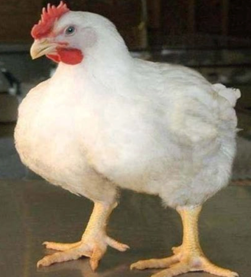 বয়লার মুরগি - Image 1