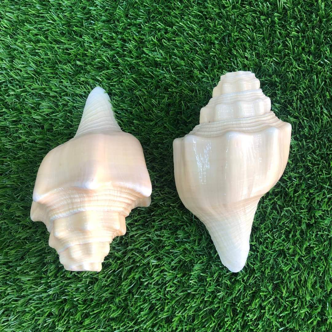 দক্ষিণাবর্ত বাদ্যশঙ্খ - Image 1