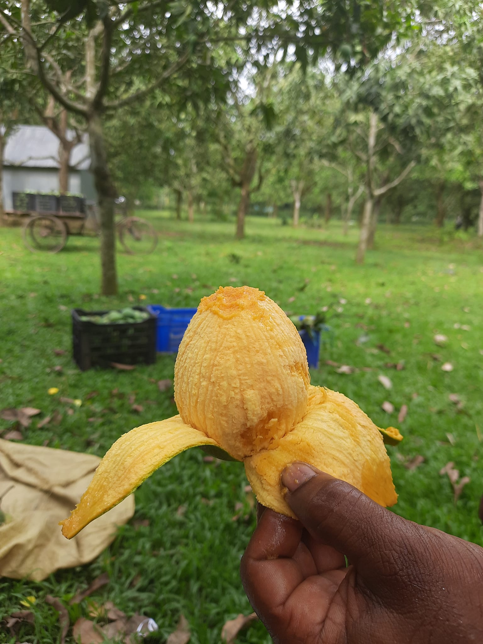 হাড়িভাঙ্গা আম গাছ_img_3