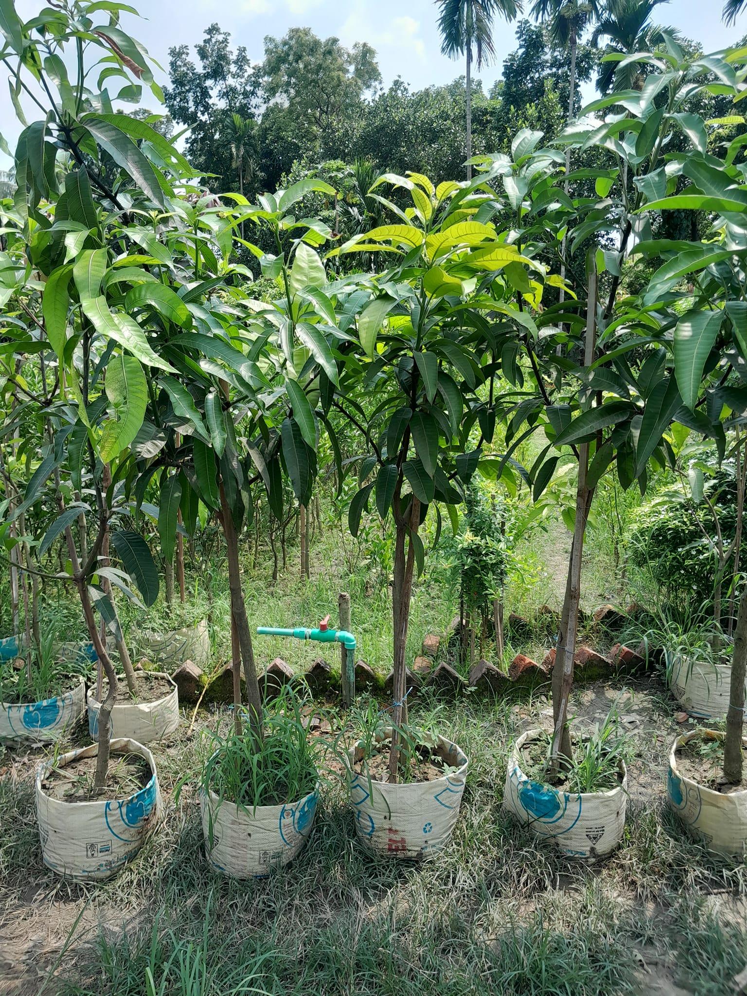 হাড়িভাঙ্গা আম গাছ_img_2