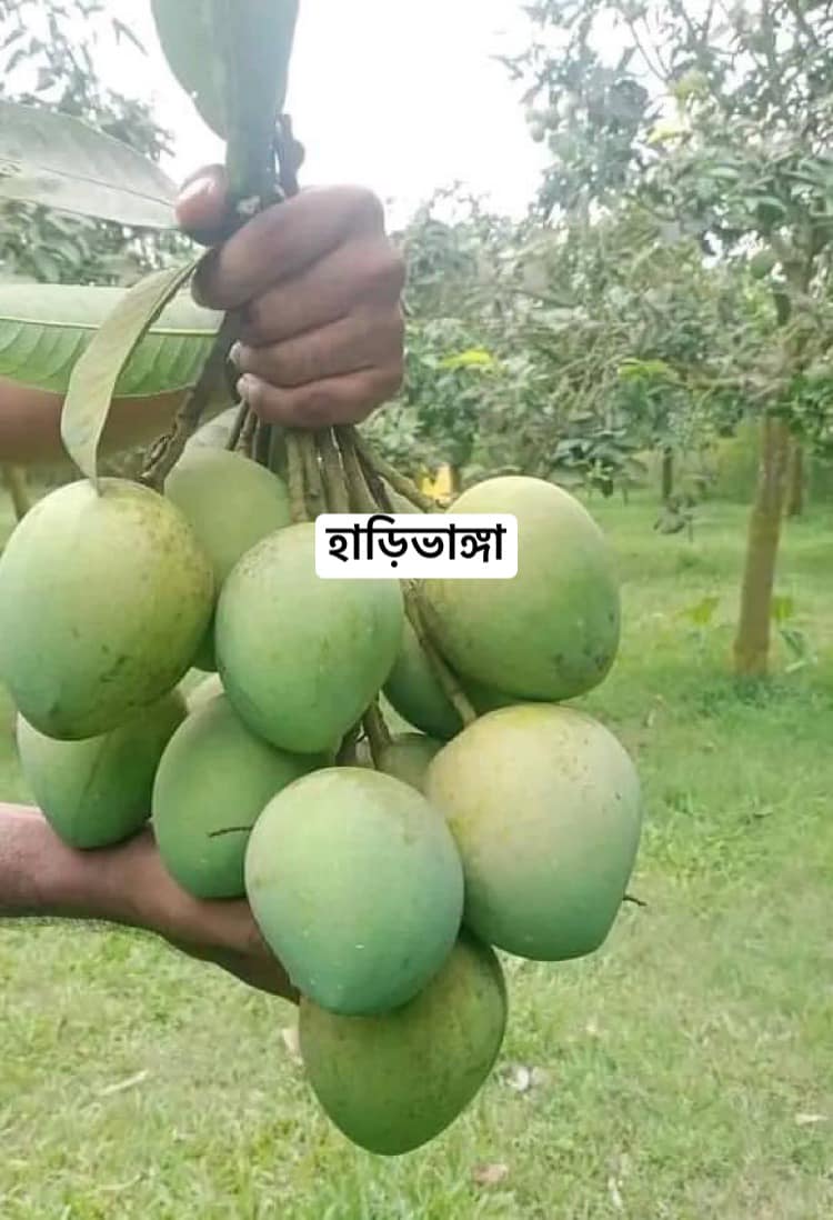 হাড়িভাঙ্গা আম গাছ_img_4