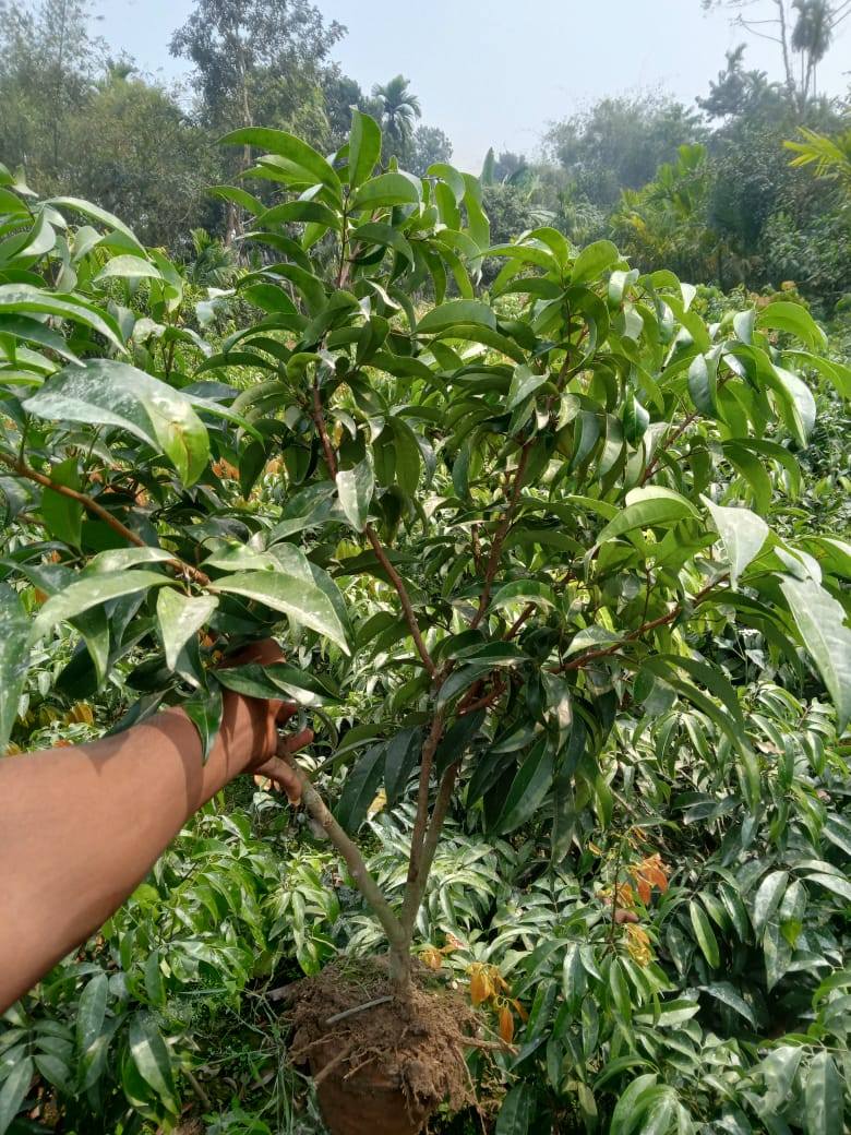 চায়না ৩ লিচু_img_2