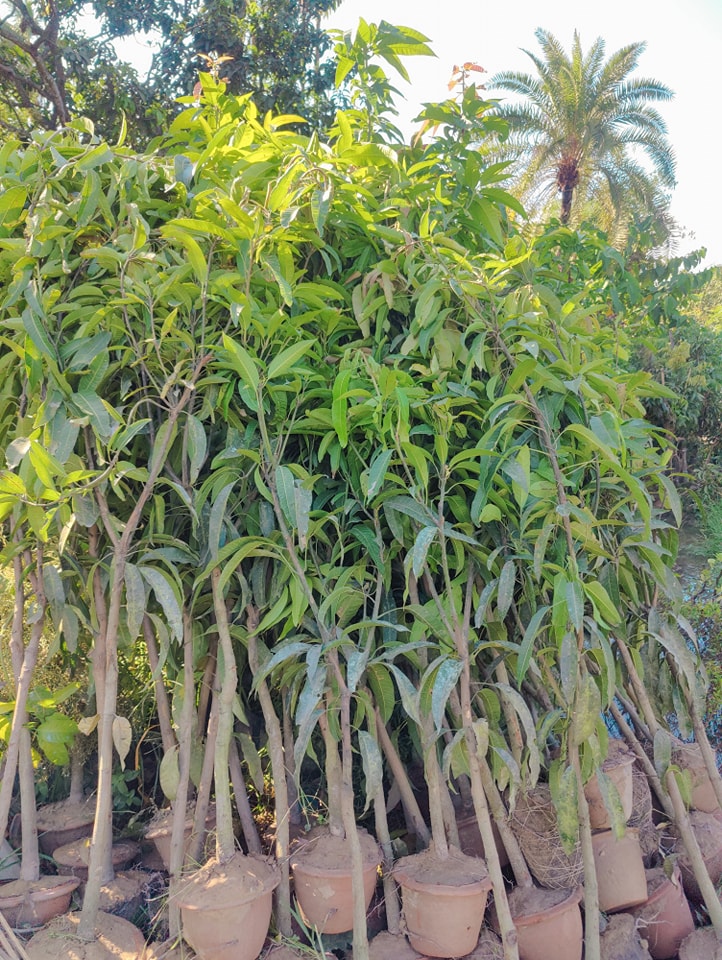 আম্রপালি গাছ_img_2