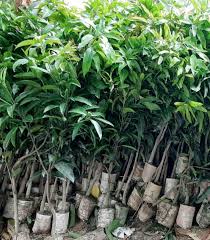 গোপালভোগ আম
